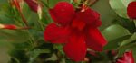 Pretty Deep Red