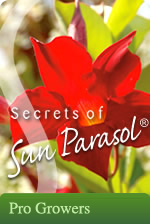 Sun Parasol Growers Sun Parasol Growers